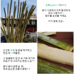 냉장 초록사탕수수 15 kg, 껍질(O) : 호아마이주식회사