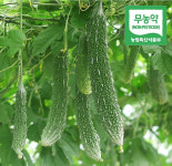 여주옥촌농원 | 2026 초과농원 생여주 국내산 4kg, 1개 : 초과농원