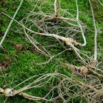 한국산양산삼유통센터 2호점 | 산양산삼 장뇌삼 11년근 이상 산양삼 5뿌리 (9206) : 한국인삼유통공사