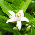 영국-네놀리(Neroli, 10ml) : 허브몰리