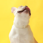 메종드송진주 | Square Pearl Collar_White : 메종드미우