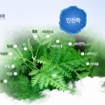 화순불미나리(주)제2공장 | 화순 불미나리 유기농 인진쑥 원액 즙 엑기스 액기스 진액 : 바이웰리치