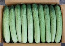 오이 다다기 오이지 가시 조선 못난이 20-25개입 4kg 10kg : 농터