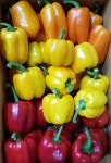 파프리카 피망 못난이 빨간 노랑 주황 1kg 2kg 5kg : 농터