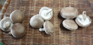 괴산 국내산 친환경 생 표고버섯 1KG 건표고버섯 : 이효신 살림표고
