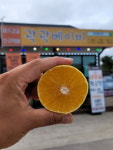 향기롭고 달콤한 제주의선물 황금향 : 곽곽베이비