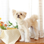 메종드송진주 | Soft Pearl Collar_White : 메종드미우