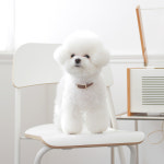 메종드송진주 | Square Pearl Collar_Brown : 메종드미우