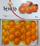 제주 천혜향 3kg 5kg 9kg 선물용 : 유림감귤농원