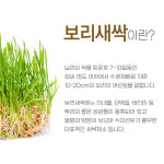 국내산 순수 새싹보리 뿌리 분말 가루 500g 효능 아침대용식 간편식 폴리페놀 : 빅원더