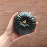남해 보우짱 미니단호박(밤호박) 10kg/5kg : 따신농장