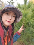 스트로브잣나무 100cm : 신라조경농원