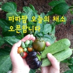 과일팜채소팜 | 파파팜 오늘의 채소 : 밀마운트