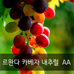 큐로스터(Q.Roster company) | 큐그레이더(Q grader)의 프리미엄 G1 TOP Specialty 로스팅 원두커피 (200g 기준) : 제시하우스몰