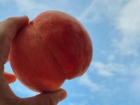 아사삭과일삼봉점 | 2번사이즈 복숭아 4kg : 아사삭과일가게