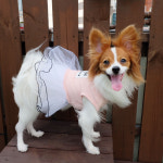캐쥬얼 튜튜 원피스 : 선릉마켓