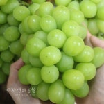 자연농원, 샤인머스켓 청포도 바로열리는 큰나무 결실목 : 옥천 자연농원