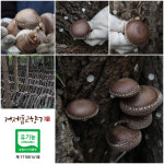 거제표고향기 선물세트1-3 건표고 450g / 거제 북병산 표고버섯 100% : 거제표고향기