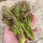 두릅 1kg, 당일수확 산지직송 첫두릅, 해발 700m 고랭지 향이 강한 두릅 : 매봉테마농원
