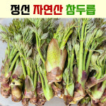 자연과산나물강원도 | 참두릅 1kg 자연산 강원도 정선 야생 두릅 나물 산나물 두룹 드룹 드릅 판매 파는곳 : 맛고을장터