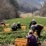 자연과산나물강원도 | 강원도산나물 산마늘 국산 자연산 강원도 홍천 산나물 생 명이 두릅 곰취 능개승마 나물 : 맛있는 제철과일
