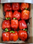 파프리카 피망 못난이 빨간 노랑 주황 1kg 2kg 5kg : 농터