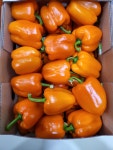 파프리카 피망 못난이 빨간 노랑 주황 1kg 2kg 5kg : 농터