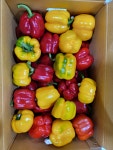 파프리카 피망 못난이 빨간 노랑 주황 1kg 2kg 5kg : 농터