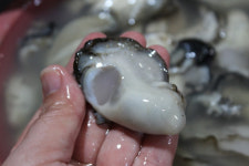 아기바리까꿍죽대성수산통영죽림 | 당일바리 통영 햇 생굴 1kg : 갑을농수산