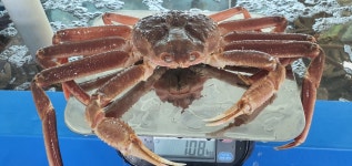 러시아대게 박달 활 마가단대게 선어대게 스노우크랩 꼬무리 1kg,2kg,3kg : 배가농수산