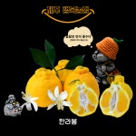 제주한라봉 가정용 5kg (1월 10일 이후발송 예약상품) : 제주행복농장