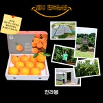 제주한라봉 가정용 5kg (1월 10일 이후발송 예약상품) : 제주행복농장