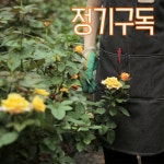 대한민국생화용품다팜 | (정기구독) 위클리 플라워 꽃 생화 택배 정기배송 플라워팜팜 : 플라워팜팜