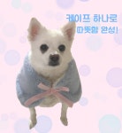 강아지 고양이 양면케이프 : 피오나의옷장