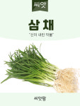 삼채 씨앗 100립 종자 : 씨앗팜