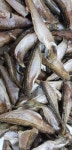 동해안 해풍건조 반건조 도루묵(두절)500g : 비타민고향촌과메기