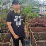 자두나무묘목 왕자두3년생중묘 크고맛좋은열매 : 나무키움묘목농원