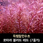 로탈라 블러드 레드 (7줄기) : 리틀폰드