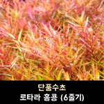 로탈라 홍콩 (6줄기) : 리틀폰드