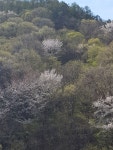 지리산뱀사골 야생꽃꿀 1.2kg (생산자직송) : 지리산산사람농원