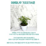 야래향나무 중품 야레향 모기퇴치식물 모기기피 벌레가싫어하는식물 달맞이꽃 월하향 : 나만의화원