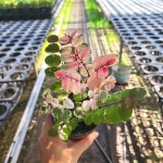 그린조이군산영동점 | 소코라코 공기정화식물 플랜테리어 : 엔조이 그린