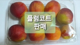 살구와 자두 맛이나는 플럼코트 새콤달콤한 완전 새로운 맛 1kg 소포장 : 푸른초장농원