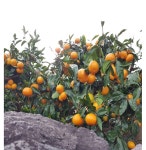 제주귤 5kg ,10kg : 제주행복농장