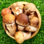 참송이버섯 산지직송 푸드윈도 국내산 일반용 250g : 싹틔움농장