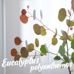 유칼립투스 폴리안 / 준대품 3년생이상 선별품 75cm 뿌리가실한 생장점이살아있는 : Poetry garden
