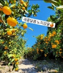 주연이네감귤밭 | (오복이네귤밭)노지감귤10kg s,mㅣ혼합과, 꼬마귤 : 오복이네귤밭