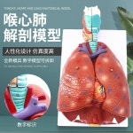 폐 모형 횡경막 심장 인체 이비인후과 병원 환자 설명 해부학 교육 호흡기 분리형 : 익스워크