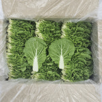 쌈추 1kg 쌈배추 : -클릭마켓-