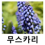 무스카리 추식구근 빅스마일 20개묶음 : 언니농원